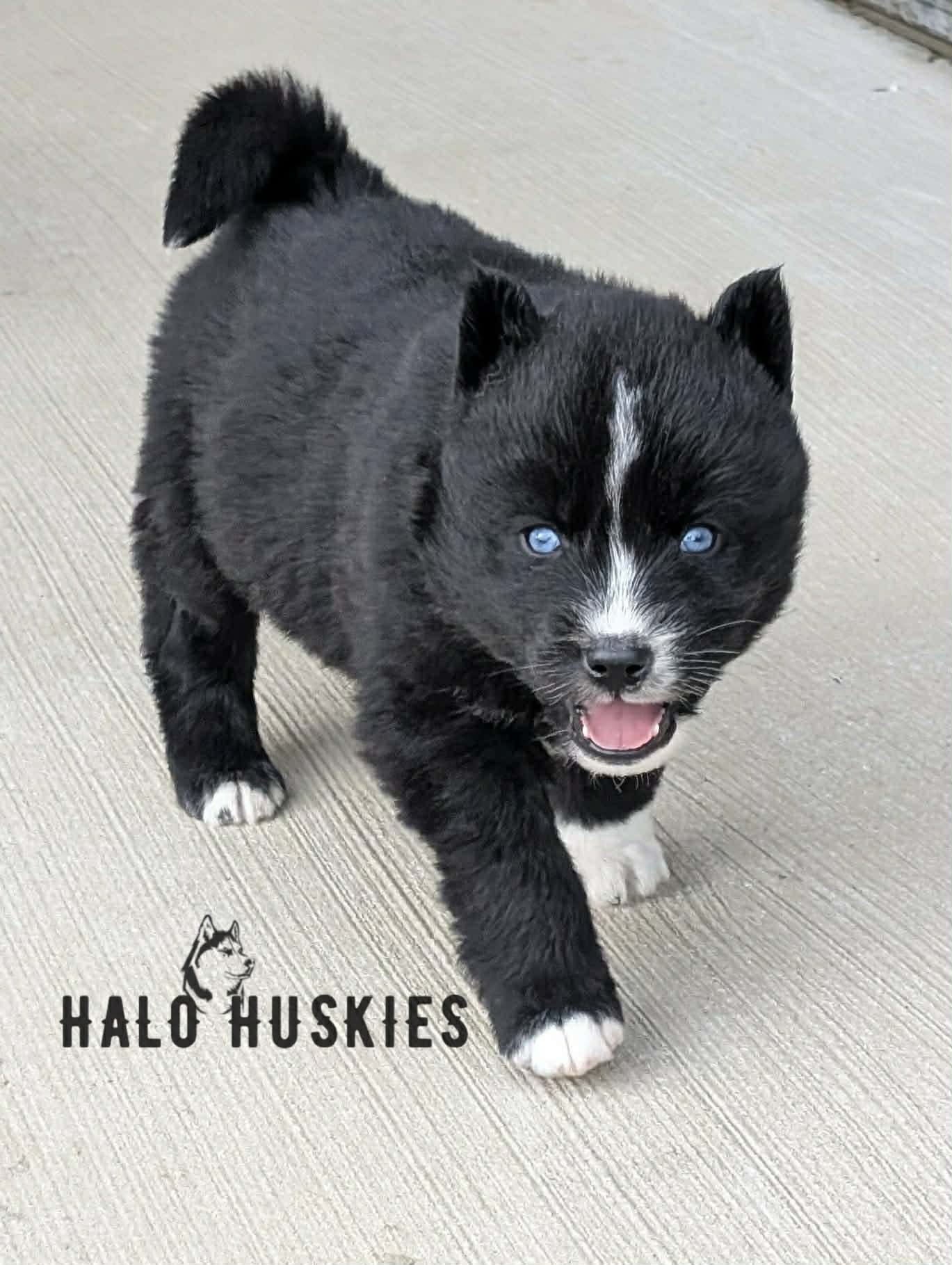 Available Now! Black/White Husky Puppy (Kilo’s Male #4)