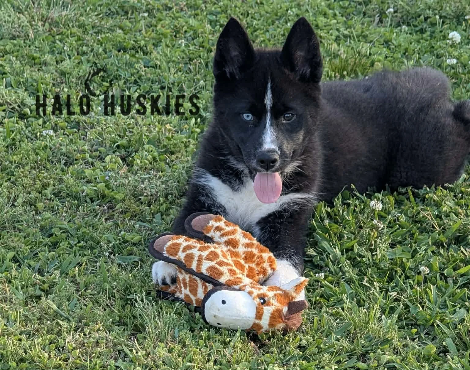 Available Now! Black/White Husky Puppy (Onyx’s Female #1) 