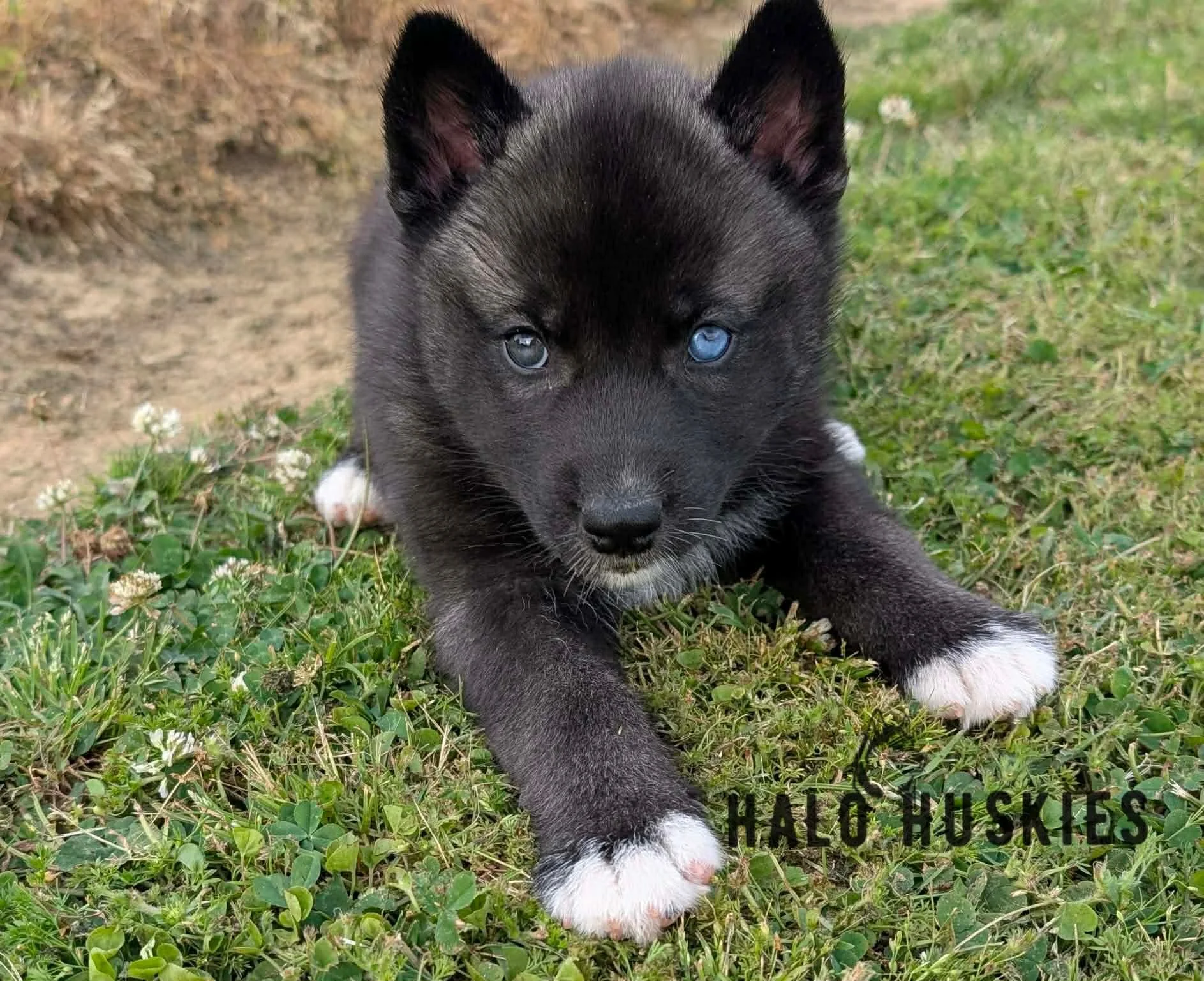 Dark Agouti Husky Puppy (Kilo’s Male #1) (Reserved)