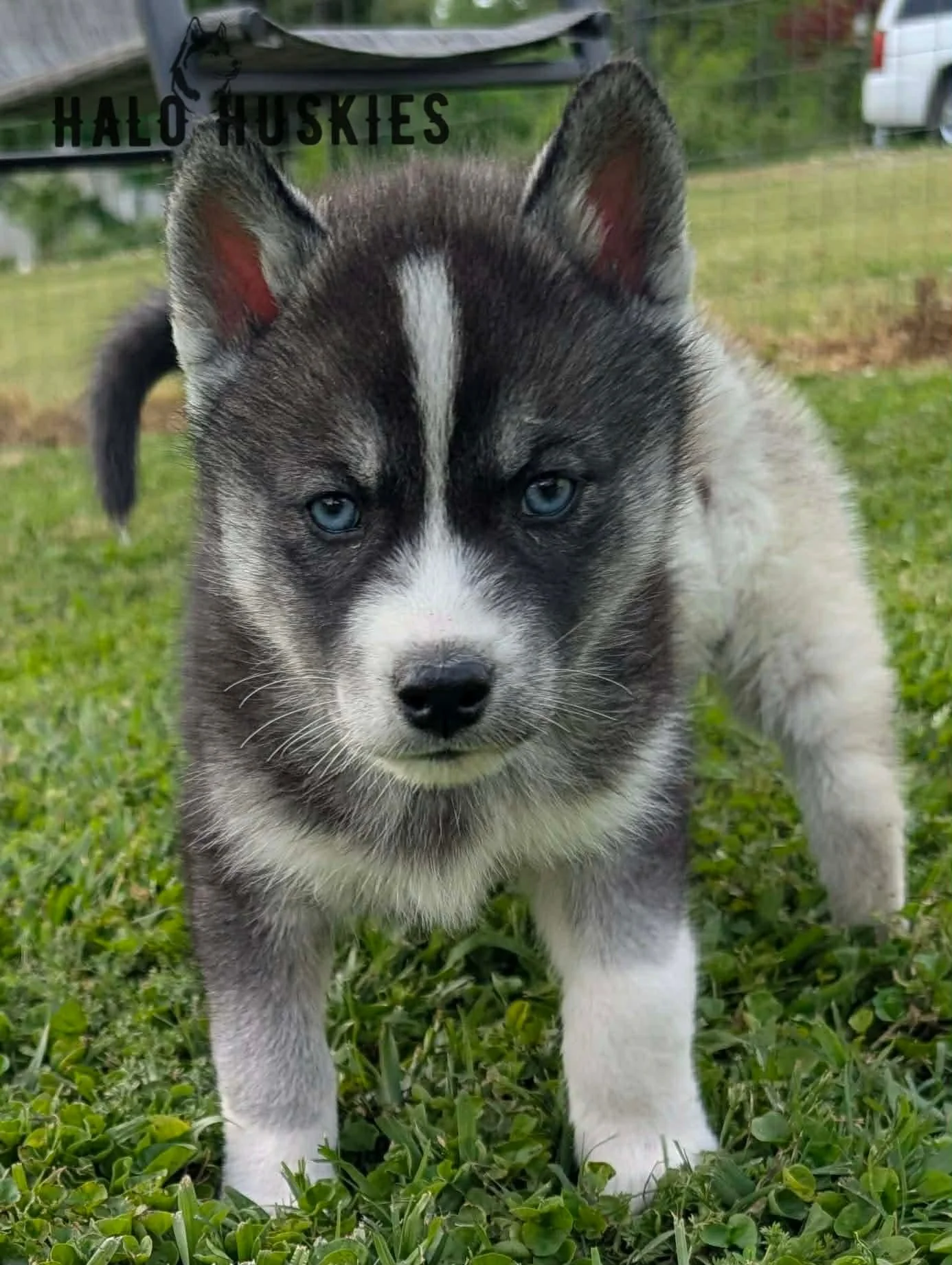 Available Now! Agouti/White Husky Puppy (Kilo’s Male #2)