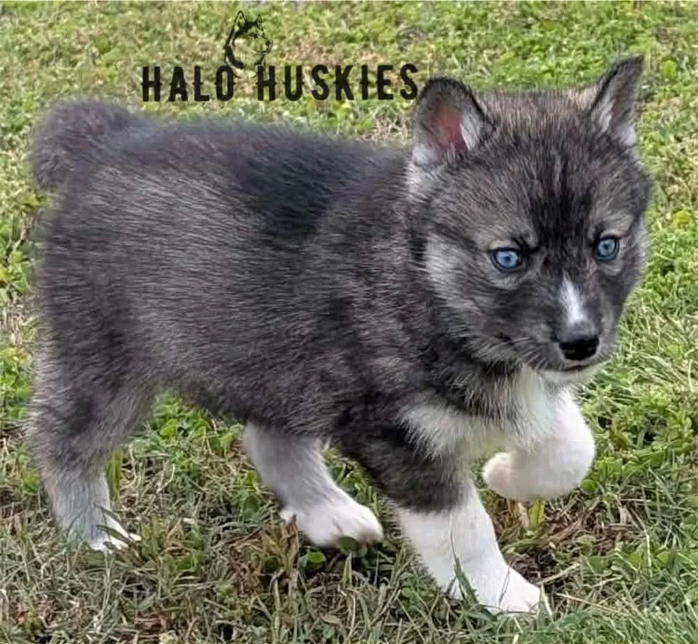 Agouti/White Husky Puppy (Kilo’s Male #3) (Reserved)