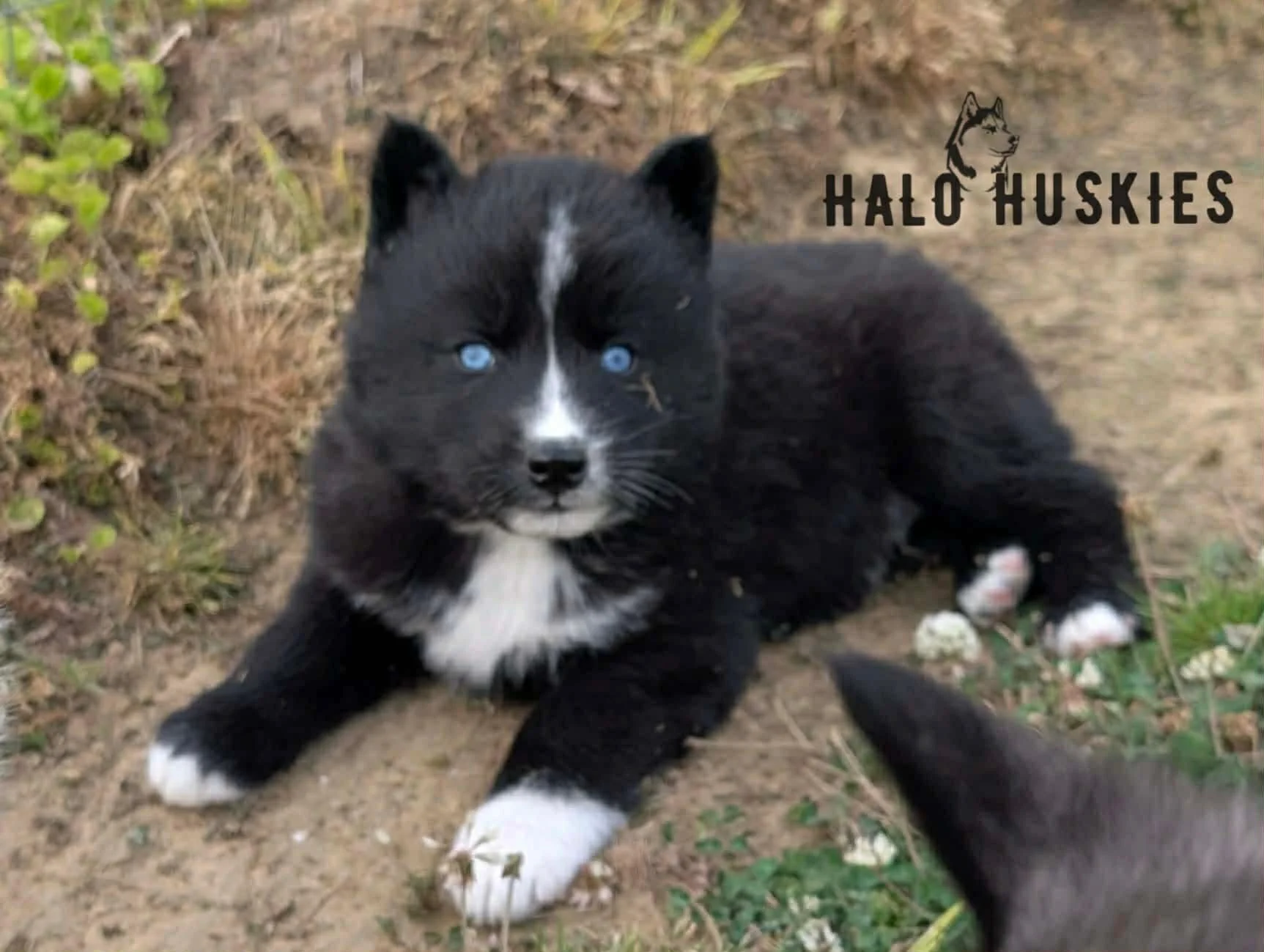 Available Now! Black/White Husky Puppy (Kilo’s Male #4)