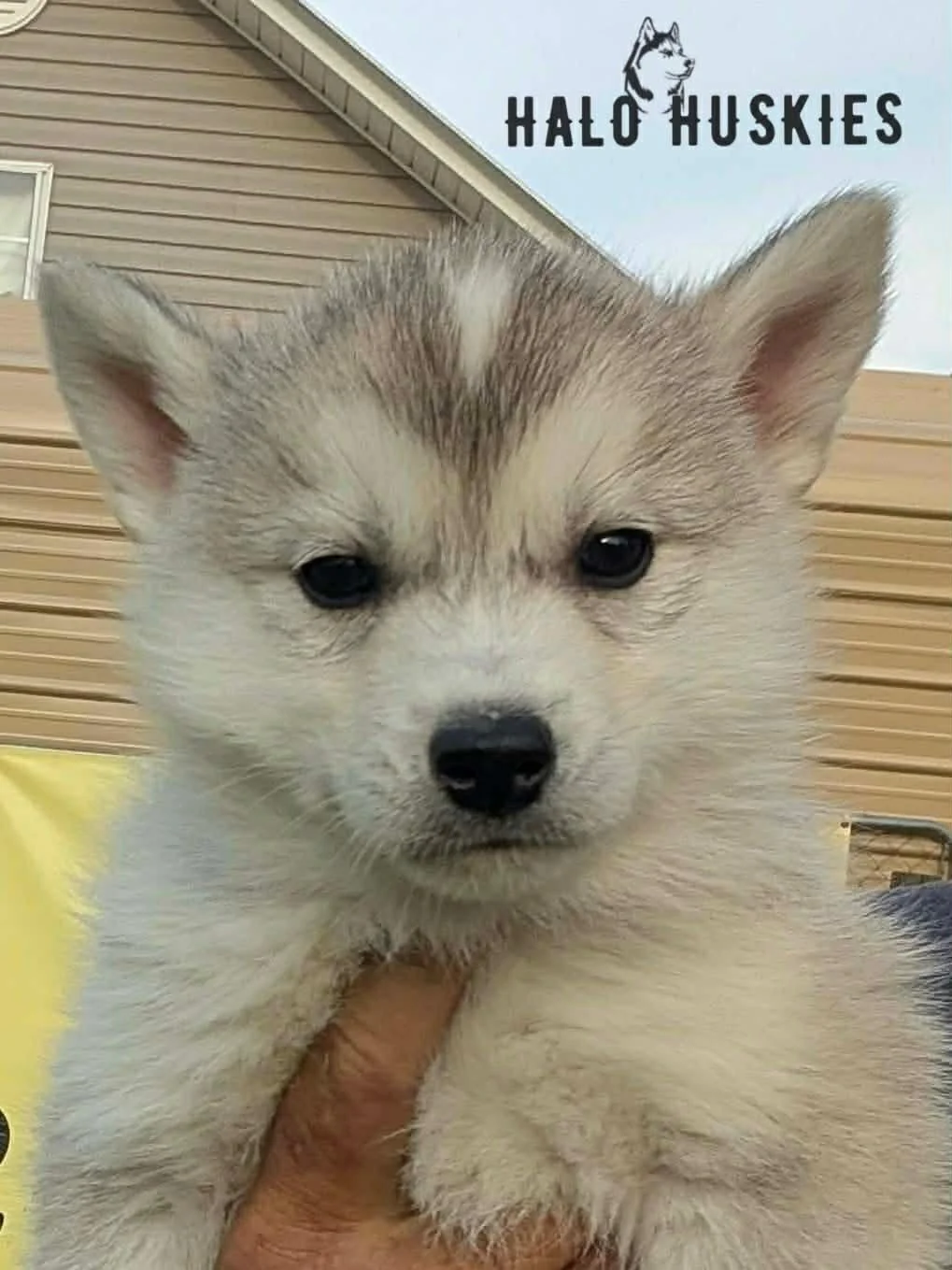 Kilo M5.1.jpg