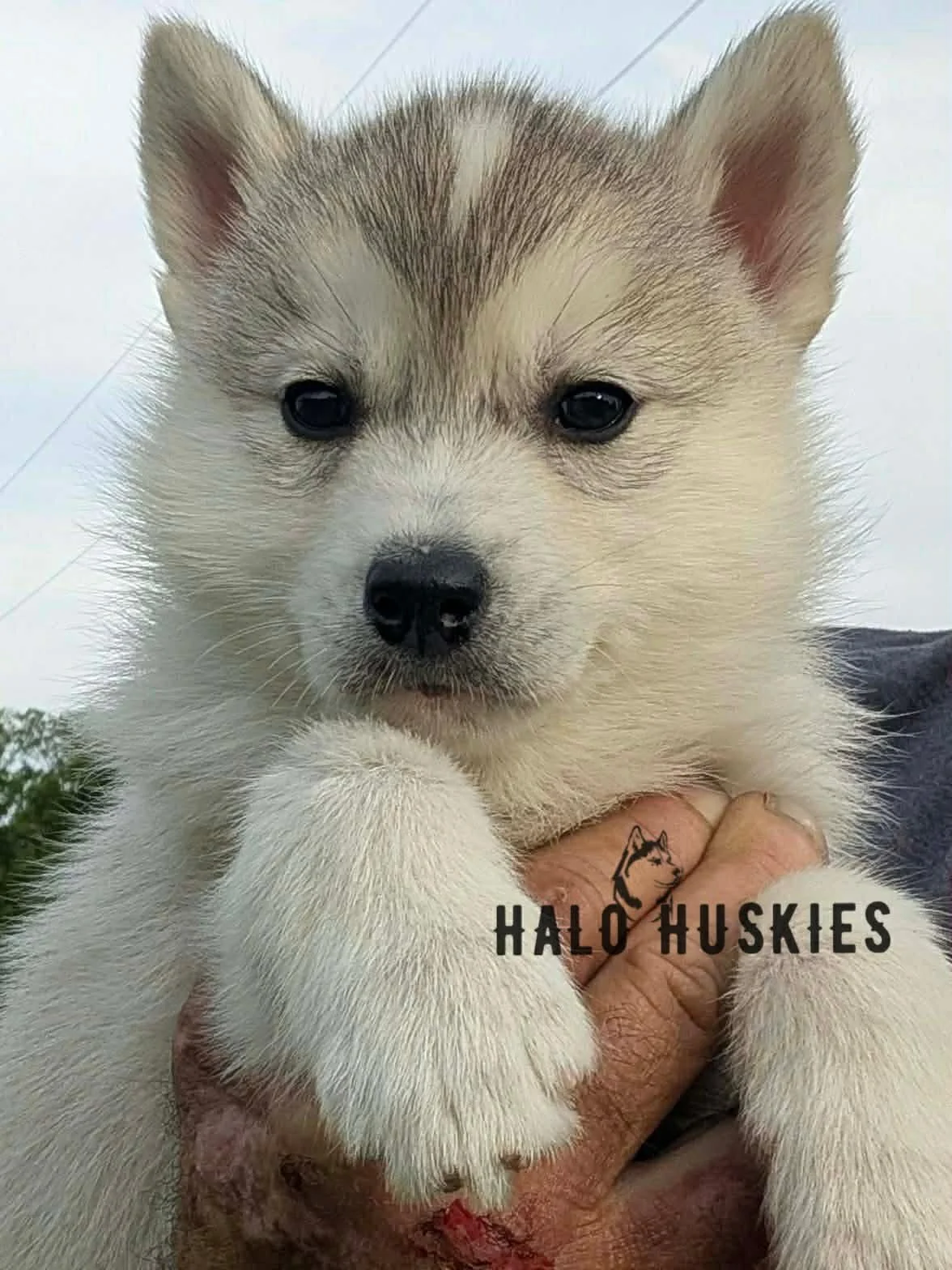 Available Now! Silver Husky Puppy (Kilo’s Male #5)