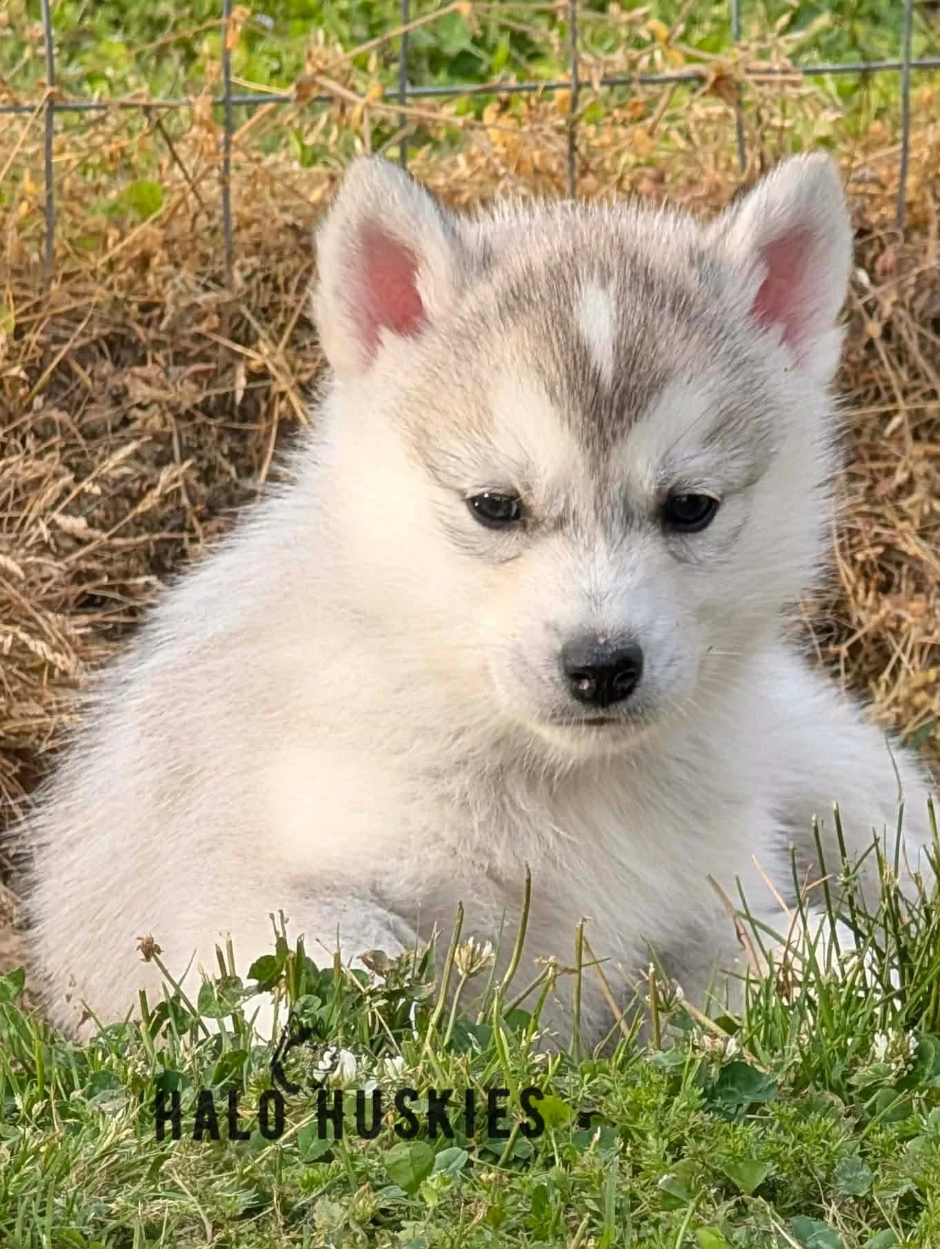 Available Now! Silver Husky Puppy (Kilo’s Male #5)