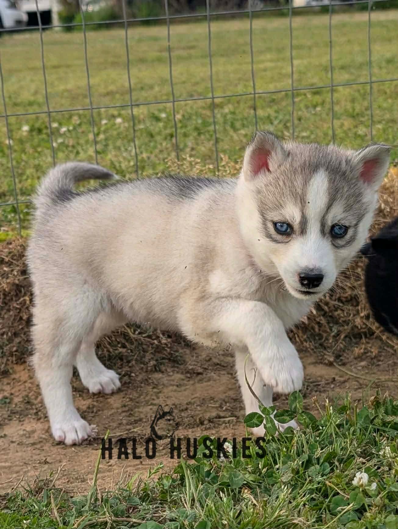 Silver Husky Puppy (Kilo’s Female #6) (Reserved)