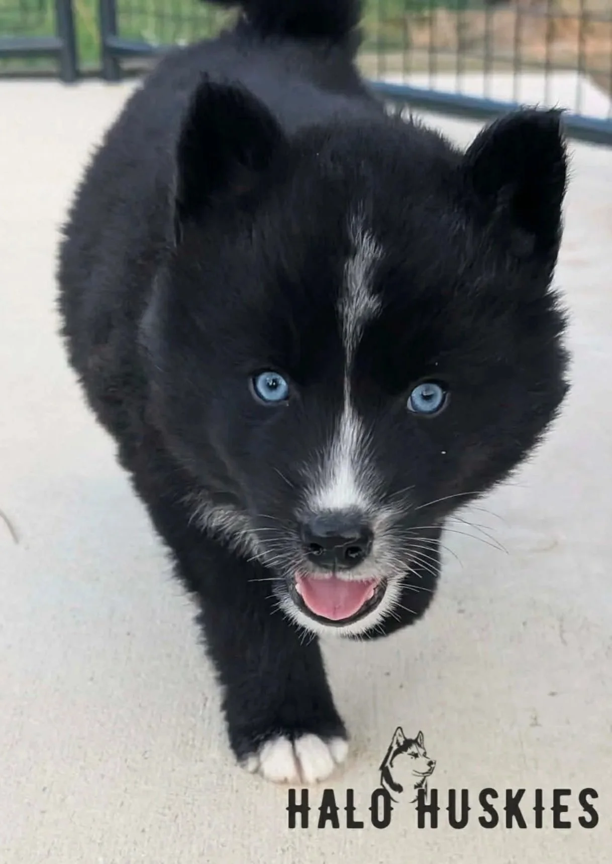 Available Now! Black/White Husky Puppy (Kilo’s Male #4)