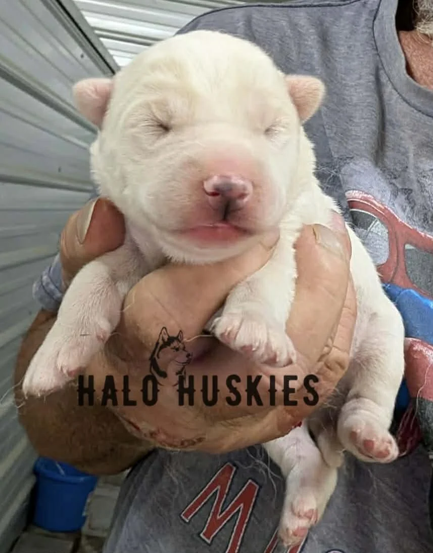 Available Now! White Husky Puppy (Spirit’s Male #1)