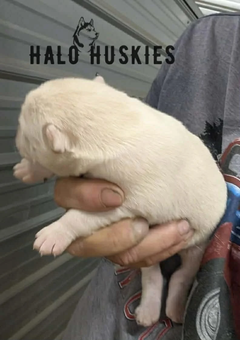 Spirit Mongo M1 2.jpg