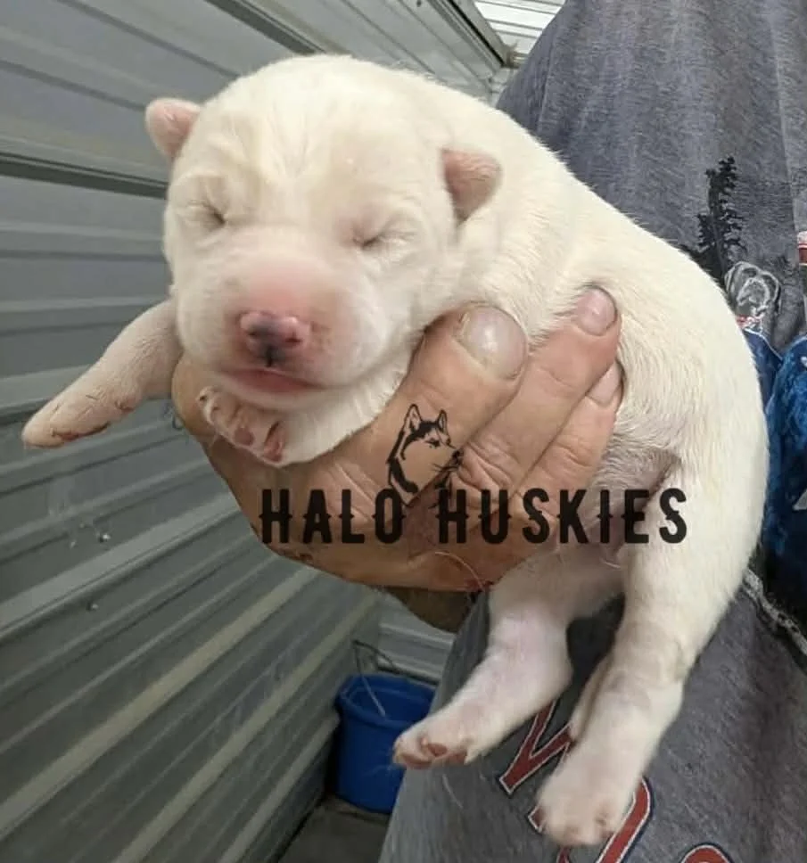 Spirit Mongo M1 3.jpg