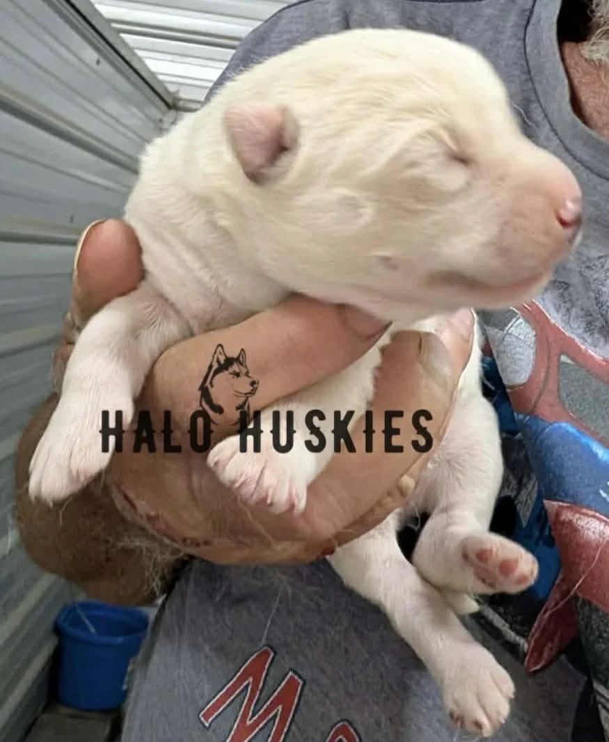 Spirit Mongo M1 4.jpg