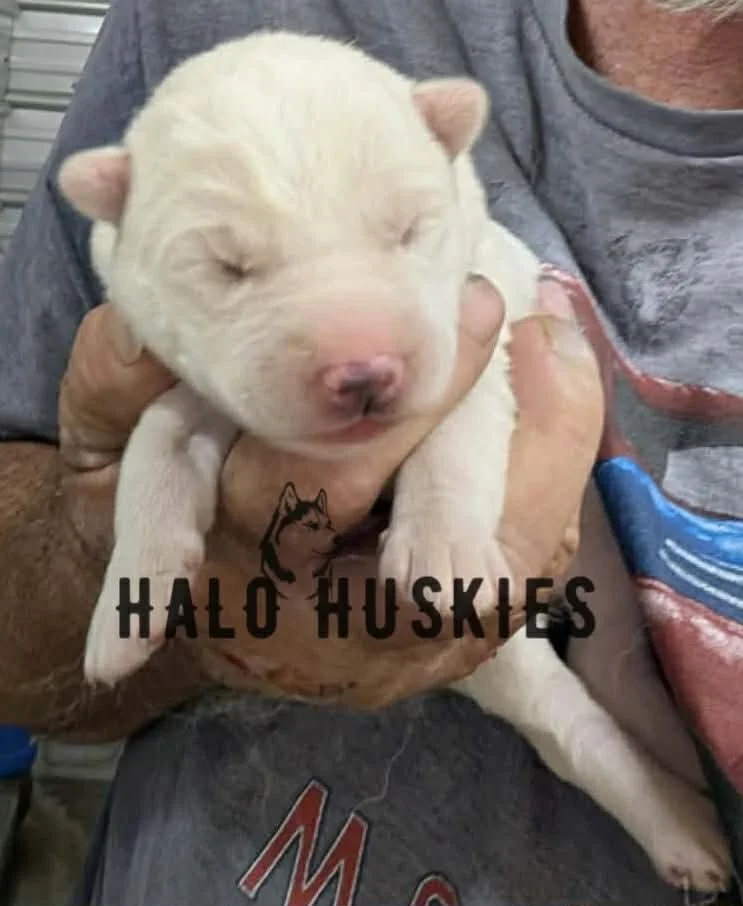 Spirit Mongo M1 5.jpg