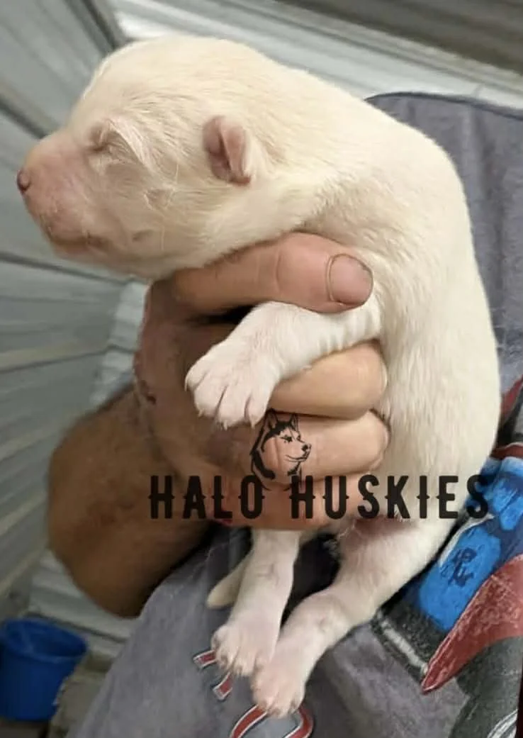 Spirit Mongo M2 1.jpg