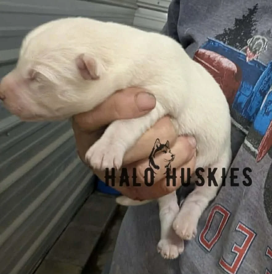 Spirit Mongo M2 2.jpg