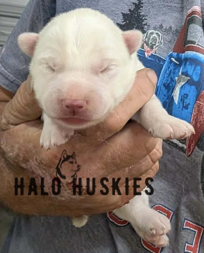 Spirit Mongo M2 3.jpg