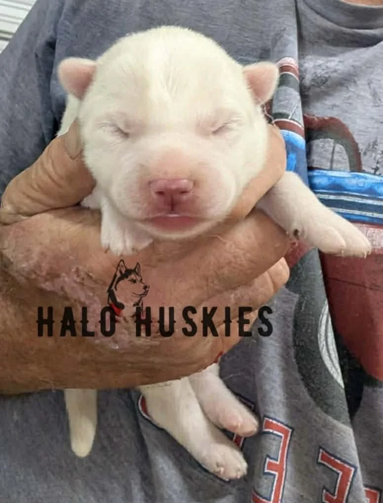 Available Now! White Husky Puppy (Spirit’s Male #2) 