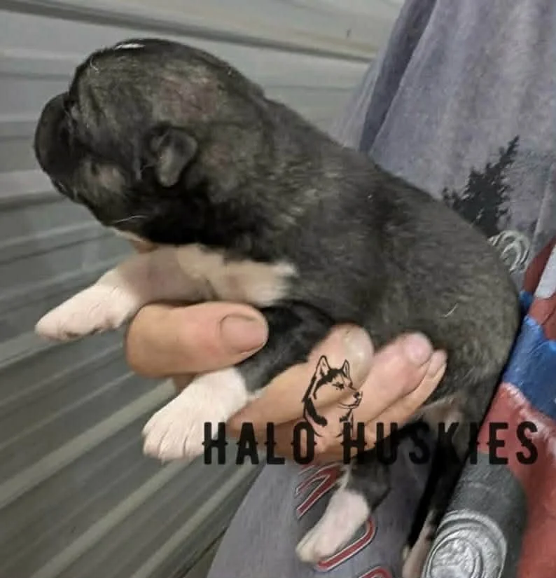 Spirit Mongo M3 2.jpg