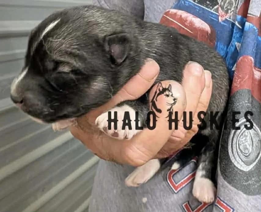 Spirit Mongo M3 1.jpg