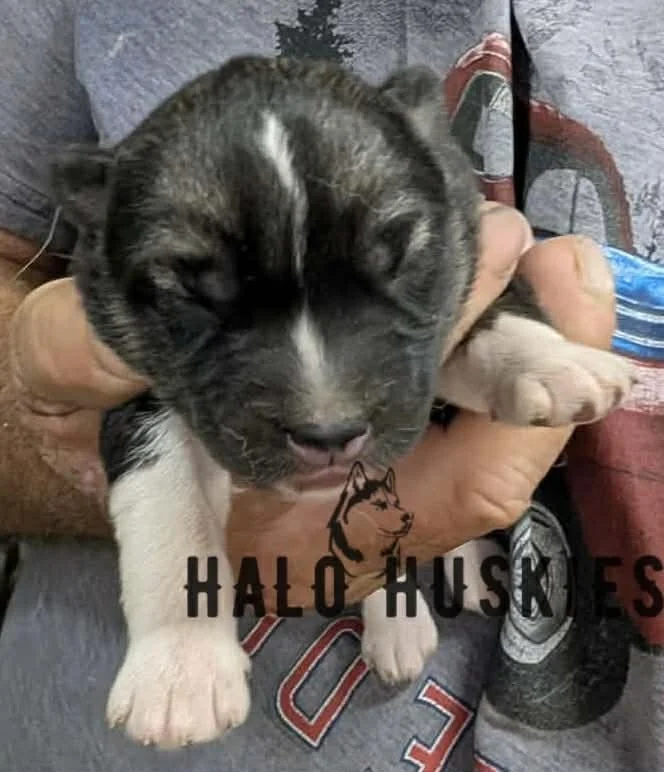 Spirit Mongo M3 3.jpg