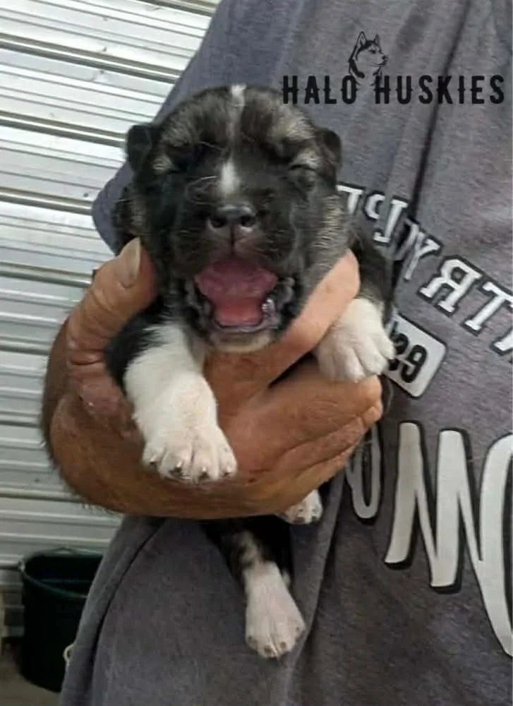 Spirit Mongo M3 4.jpg