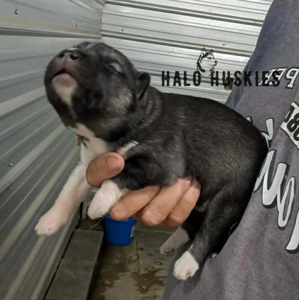 Spirit Mongo M3 5.jpg