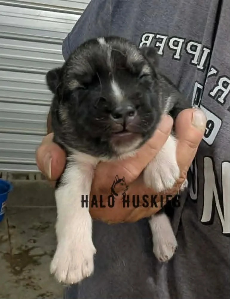 Available Now! Agouti Husky Puppy (Spirit’s Male #3)