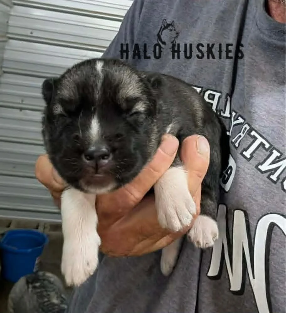 Spirit Mongo M3 7.jpg