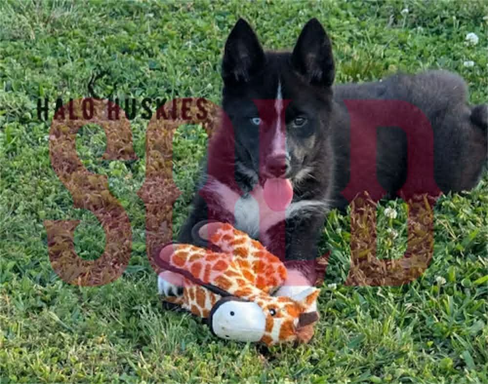 Sold: Mostly Black Husky Puppy (Onyx’s Female #1)