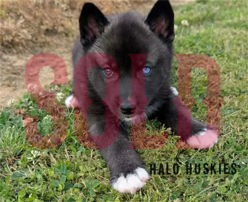 Sold: Dark Agouti Husky Puppy (Kilo’s Male #1)