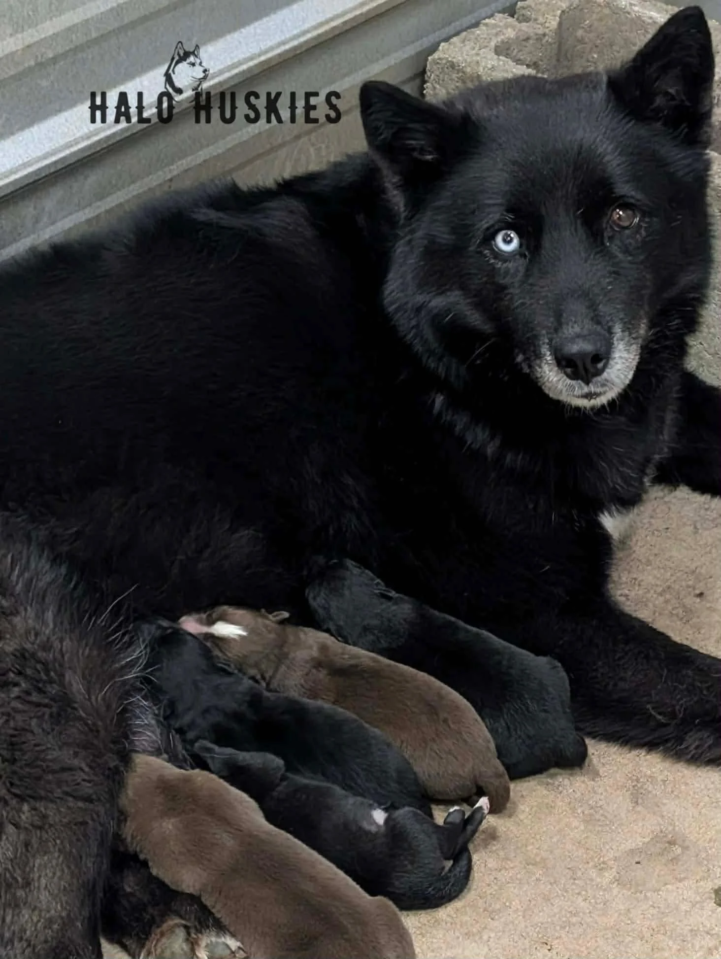 Raven Puppies.jpg