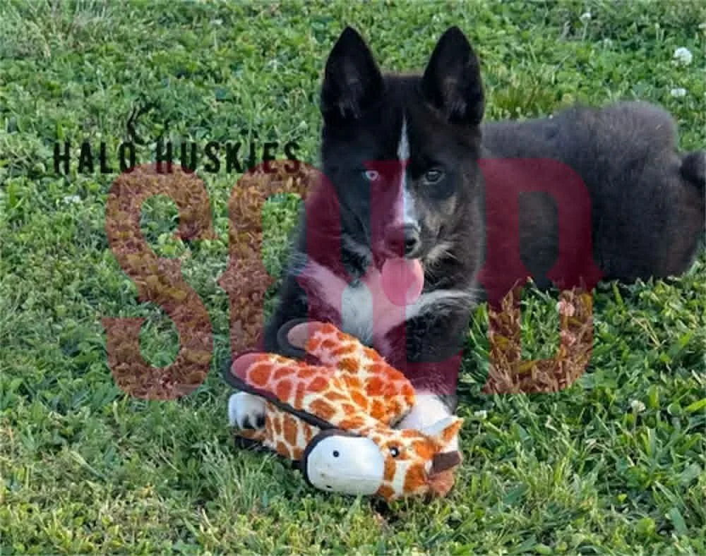 Sold: Mostly Black Husky Puppy (Onyx’s Female #1)