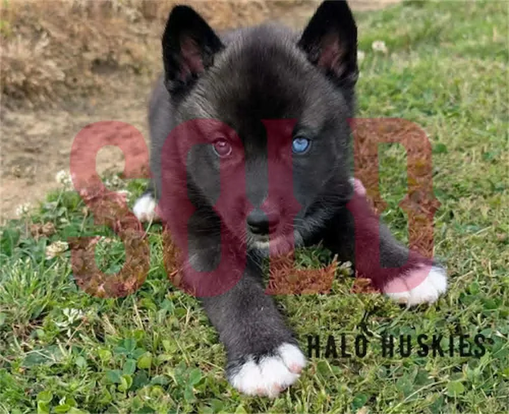 Sold: Dark Agouti Husky Puppy (Kilo’s Male #1)
