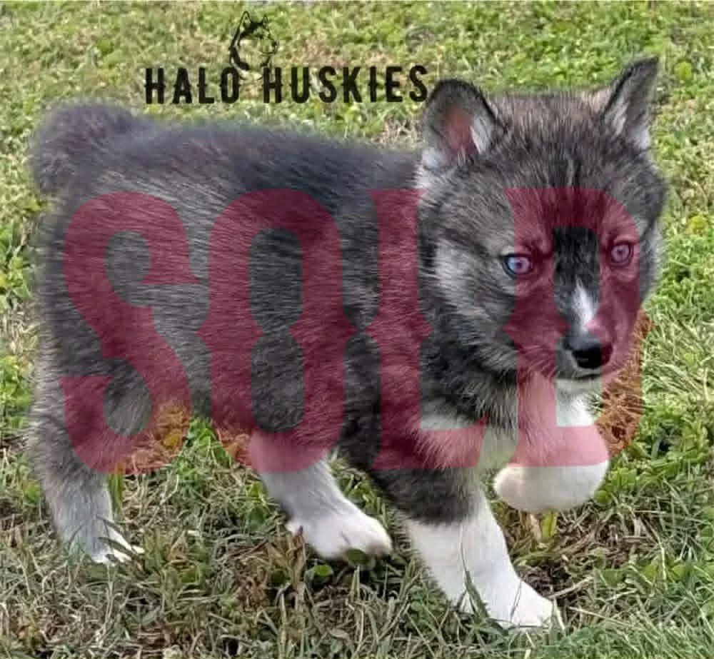 Sold: Agouti/White Husky Puppy (Kilo’s Male #3)