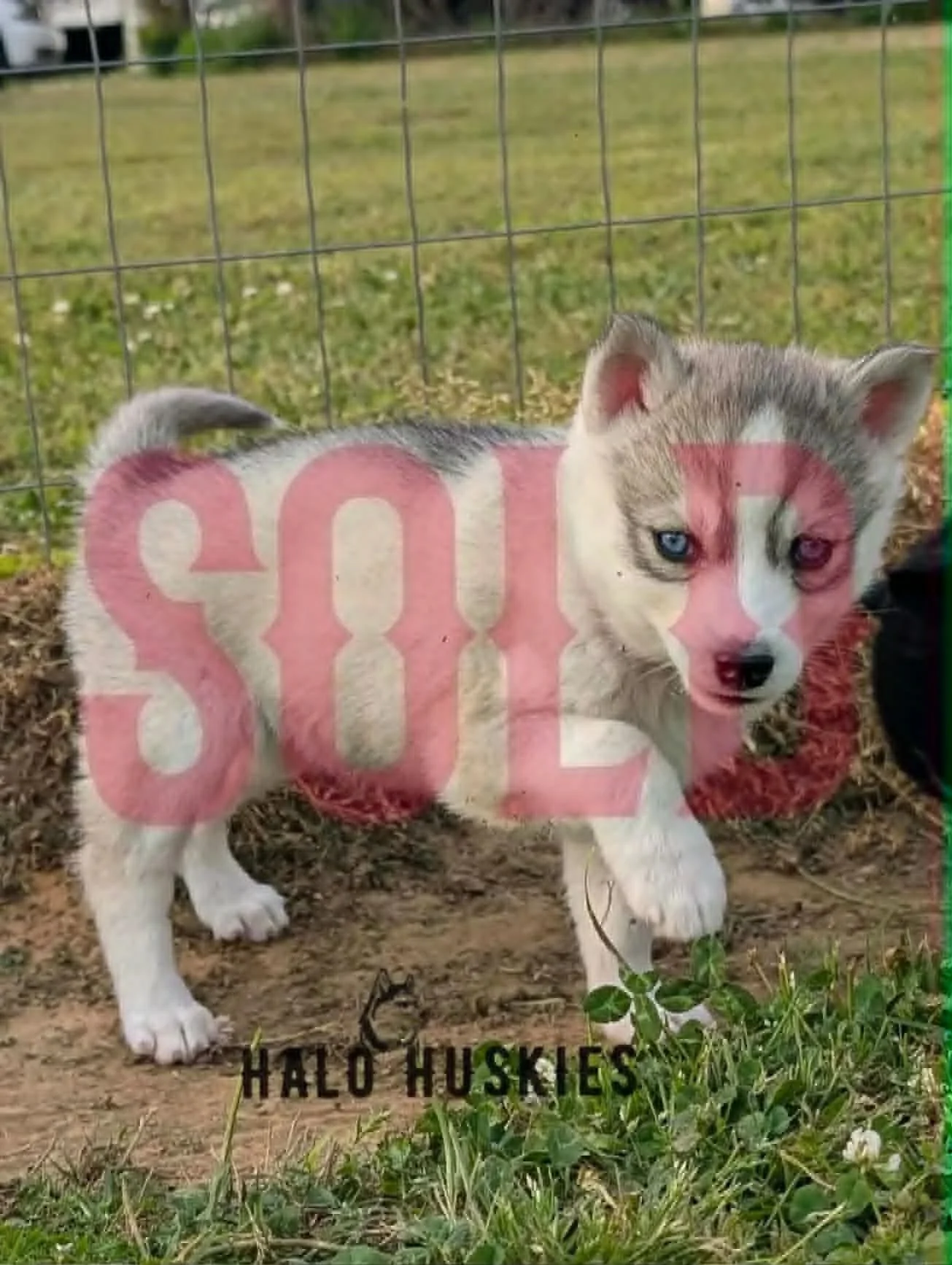 Sold: Silver Husky Puppy (Kilo’s Female #6)