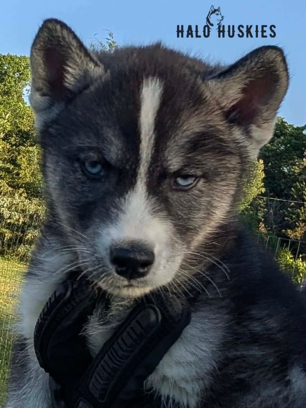 Kilo M2.1.2.jpg