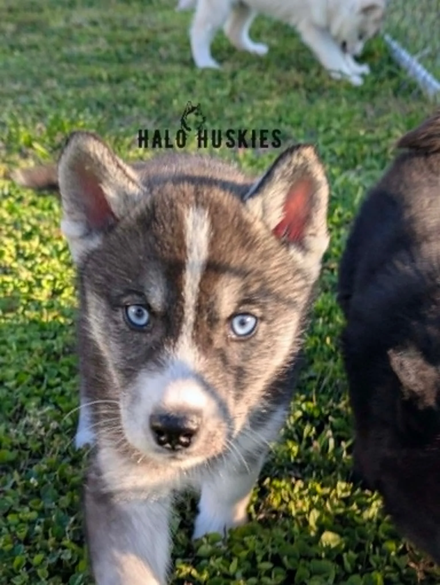 Kilo M2.1.5.jpg