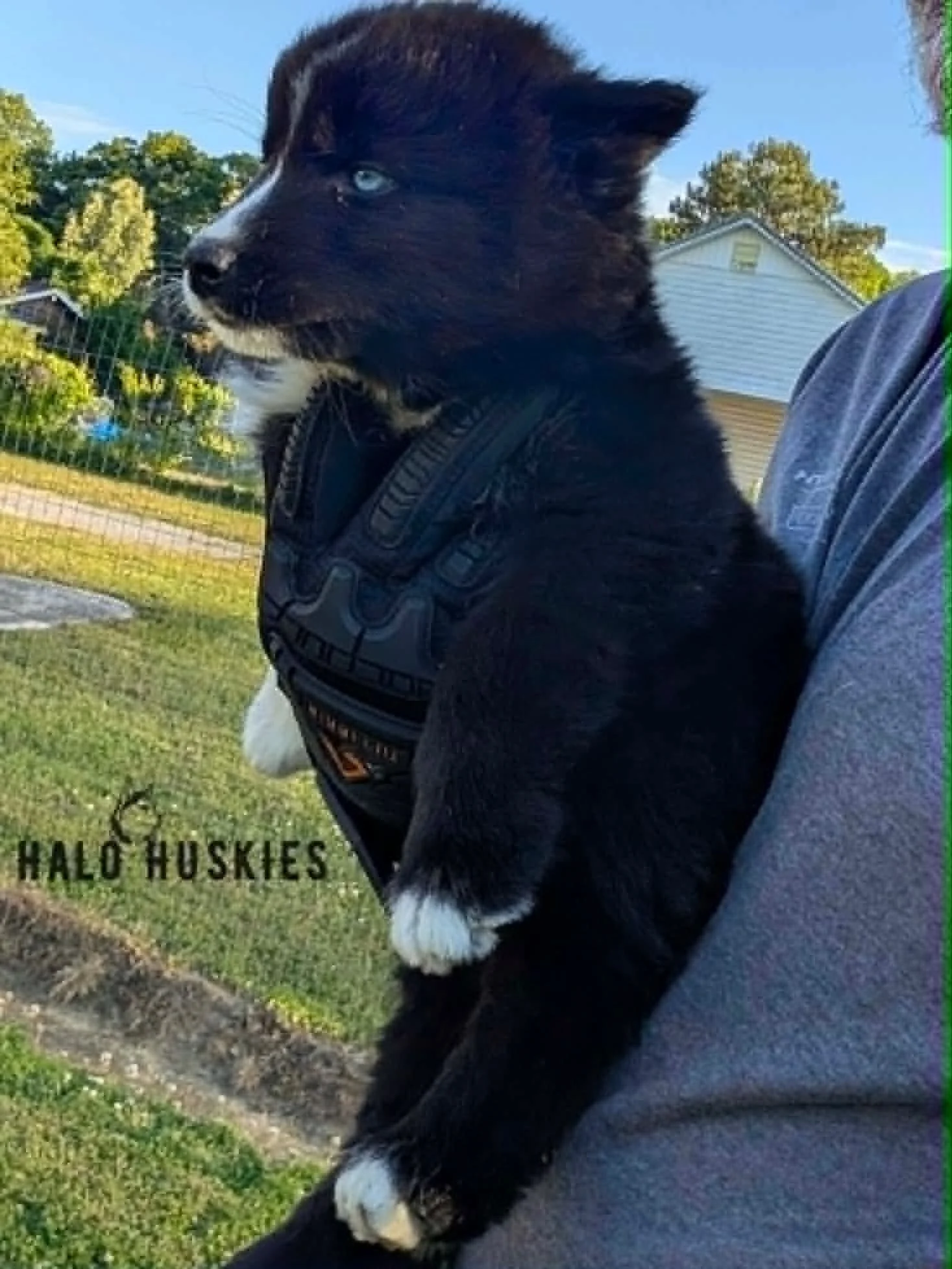 Kilo M4.1.5.jpg
