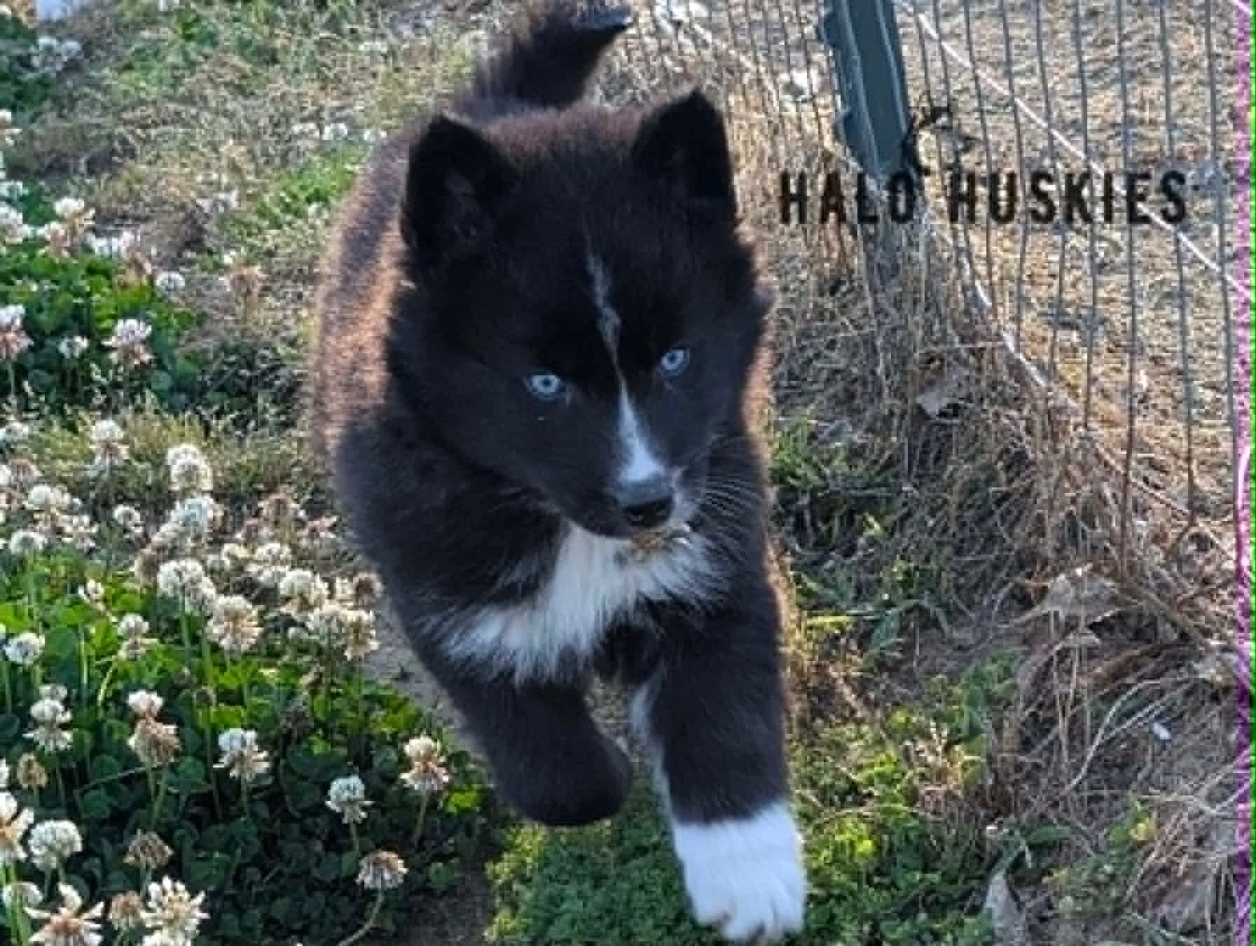 Available Now! Black/White Husky Puppy (Kilo’s Male #4)