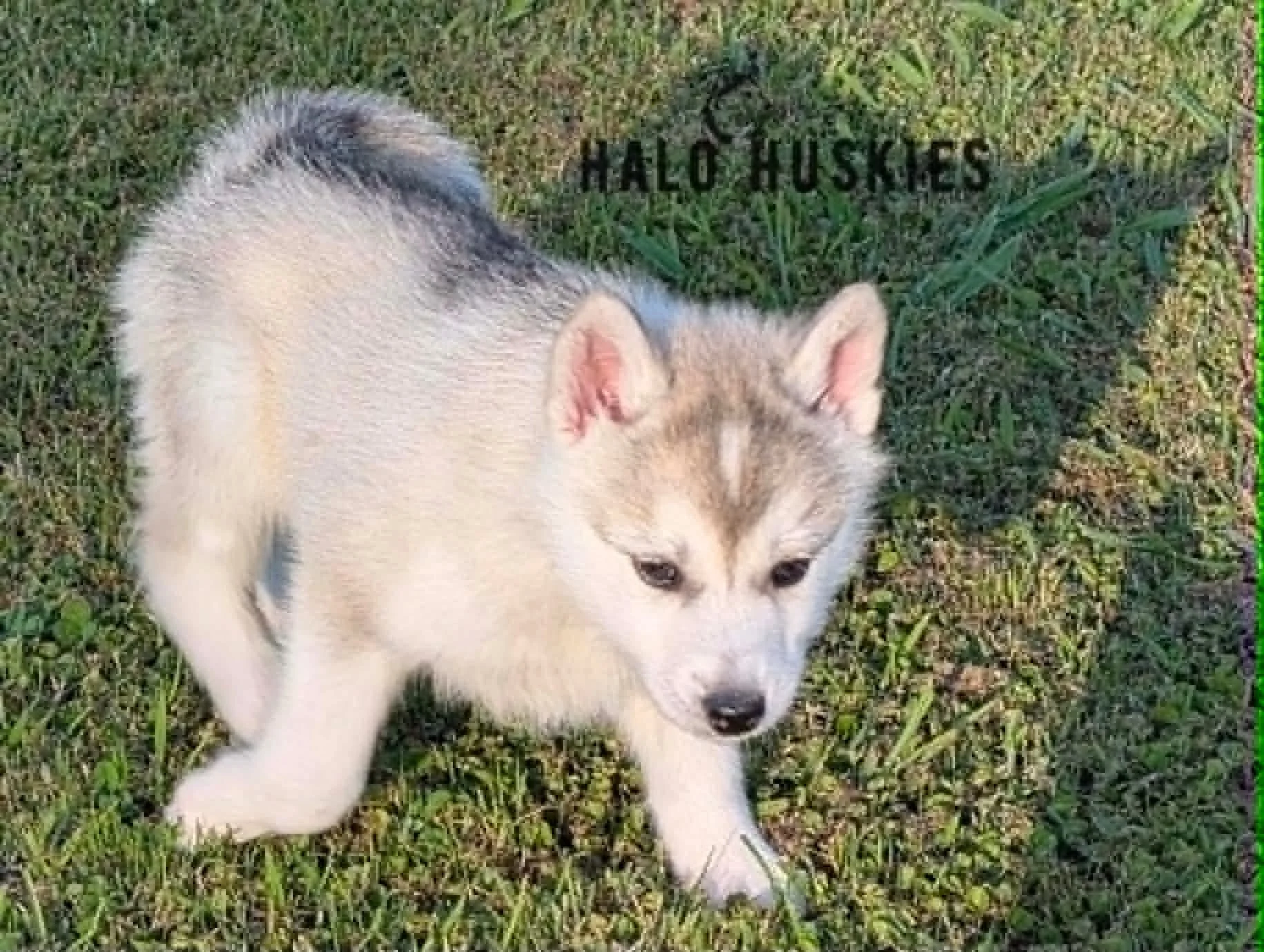 Kilo M5.1.1.jpg