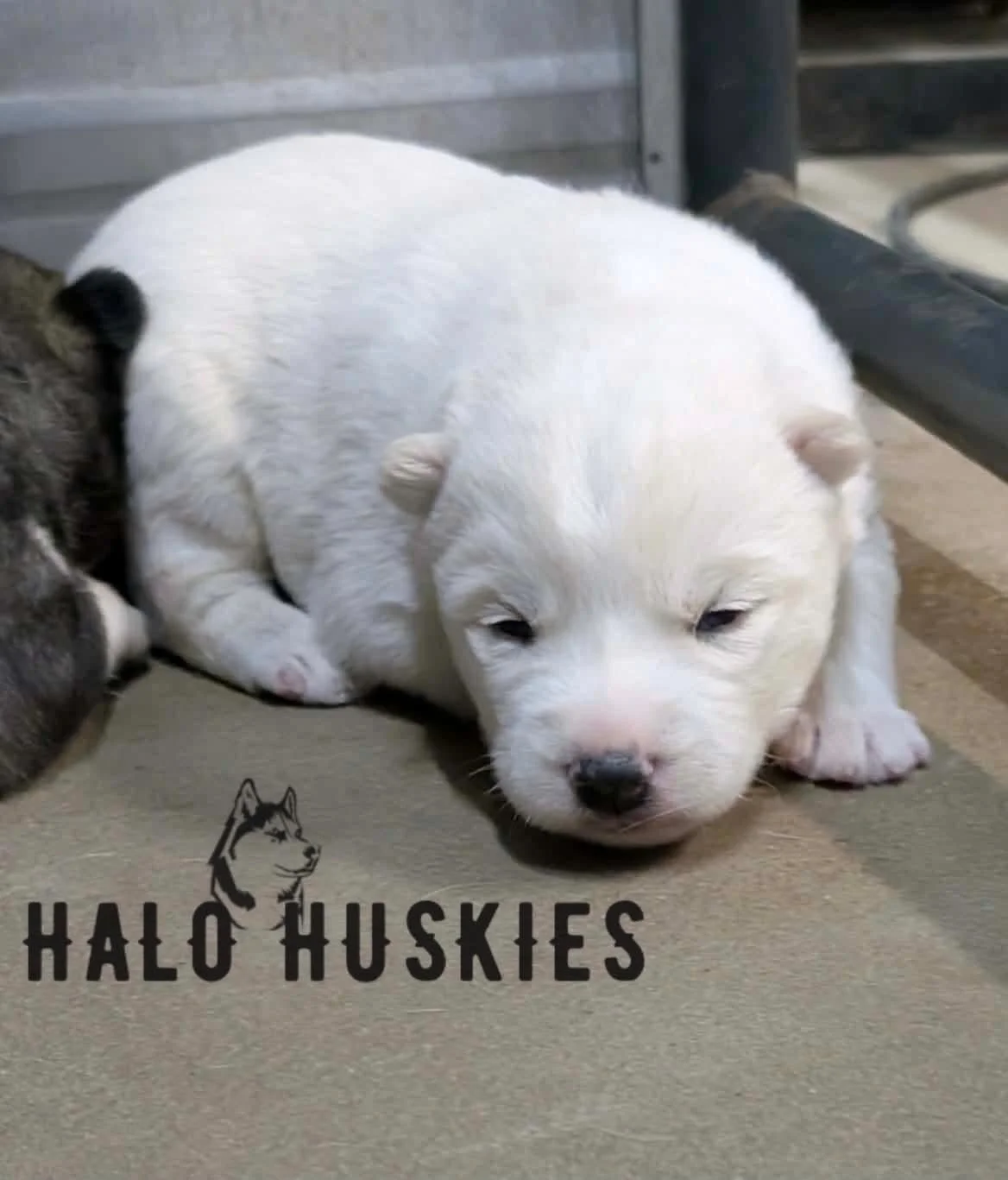 Available Now! White Husky Puppy (Spirit’s Male #1)