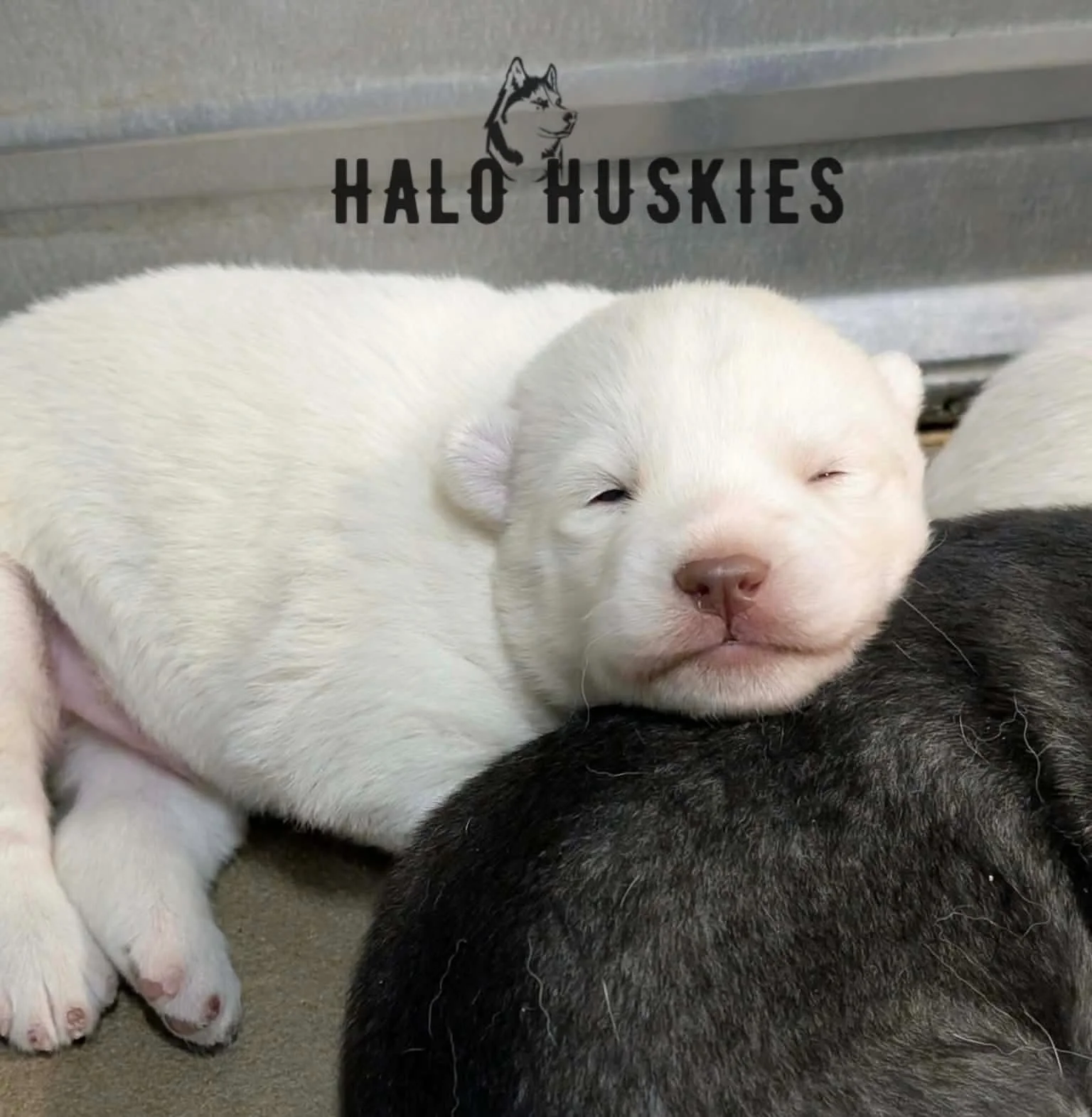 Available Now! White Husky Puppy (Spirit’s Male #2) 