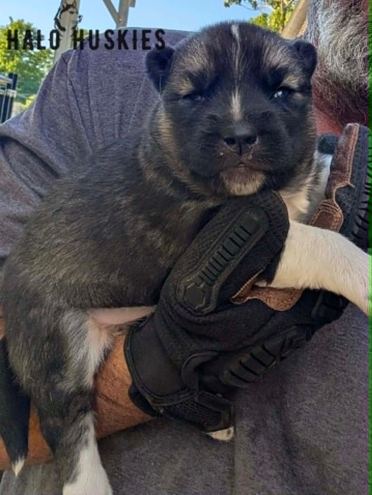 Available Now! Agouti Husky Puppy (Spirit’s Male #3)