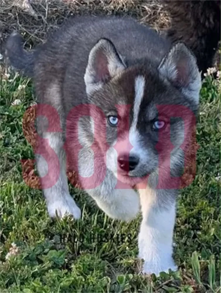 Sold: Agouti/White Husky Puppy (Kilo’s Male #2)