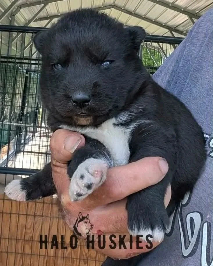 Black Puppy (Raven’s Male #5) (Reserved)