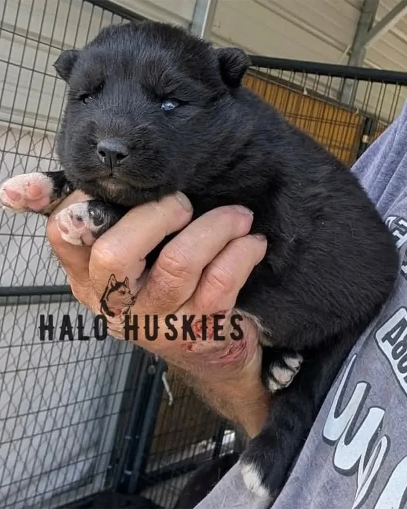Black Puppy (Raven’s Male #4) (Reserved)