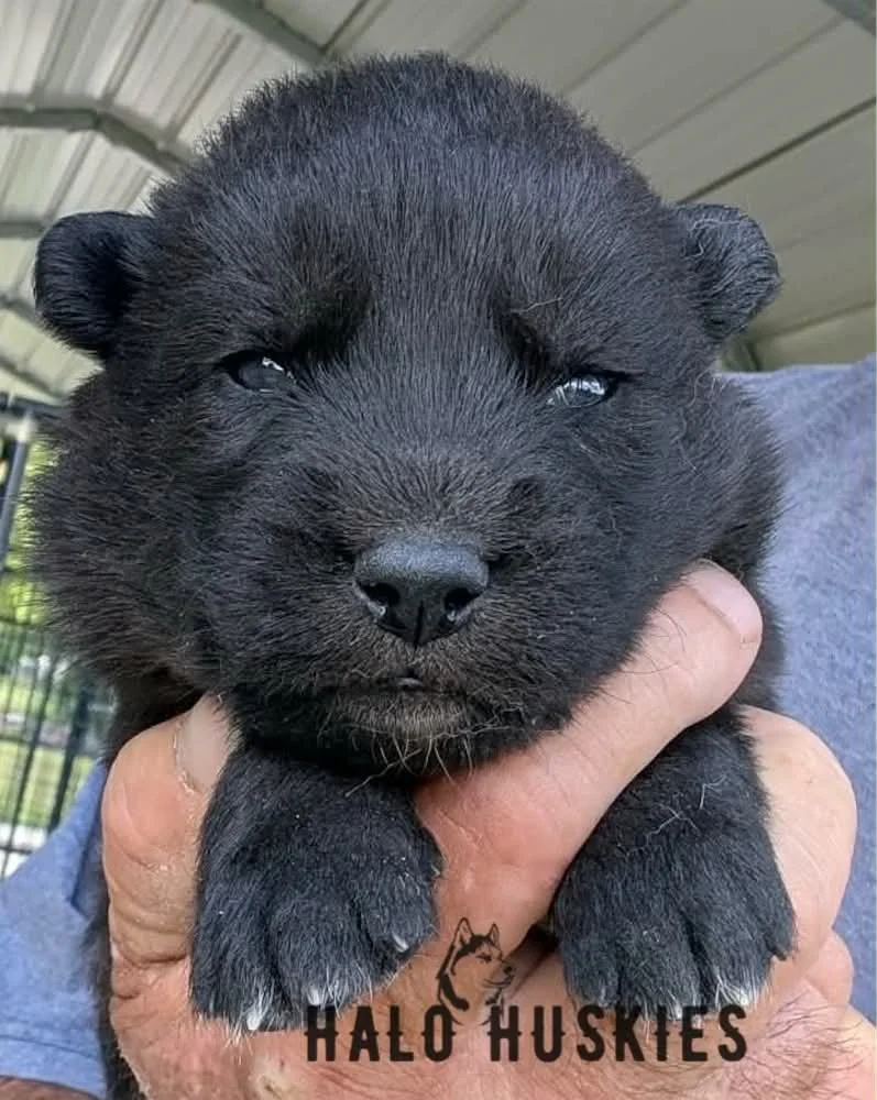 Black Puppy (Raven’s Male #3) (Reserved)