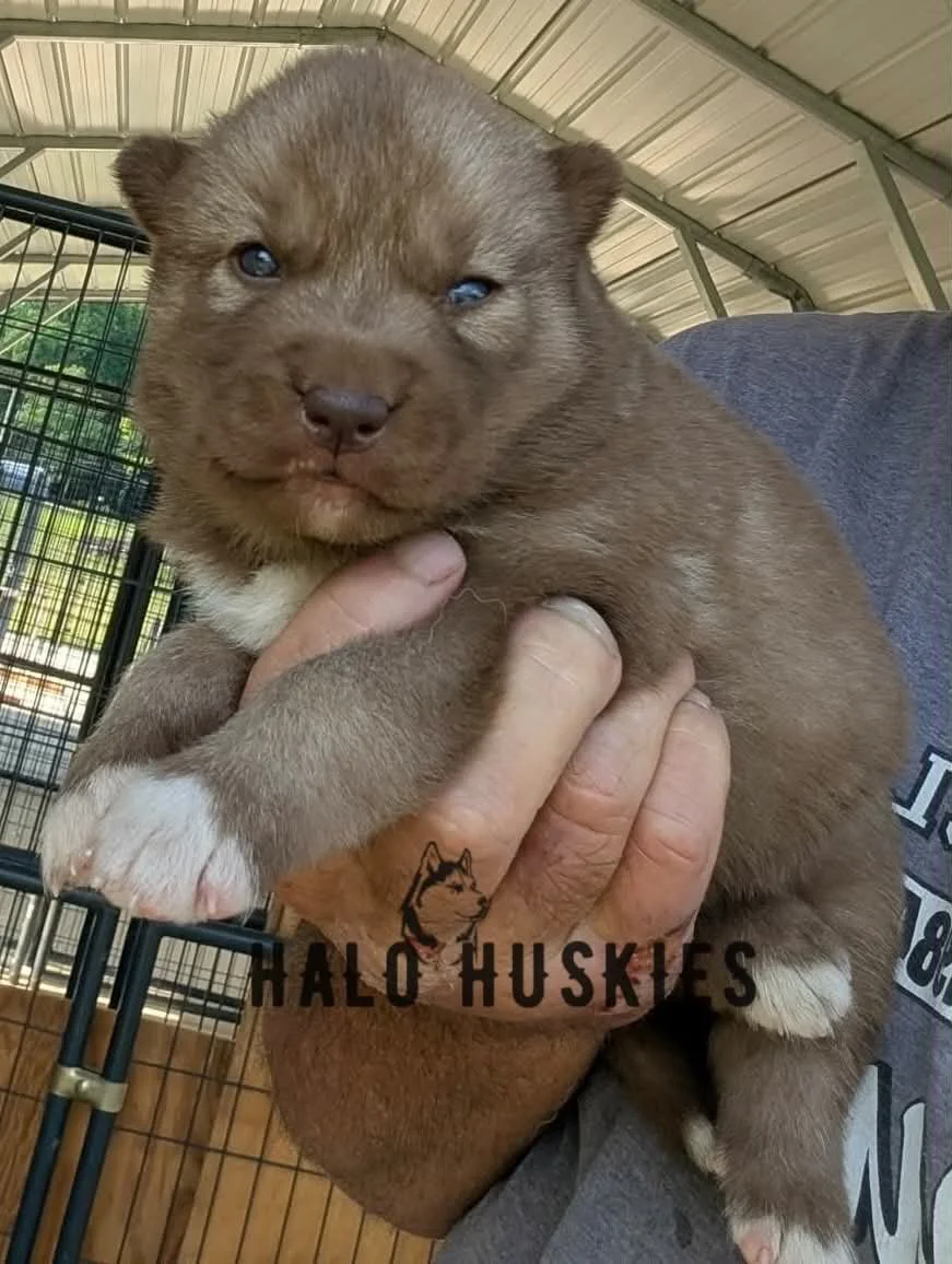 Available Now! Copper Puppy (Raven’s Female #2)