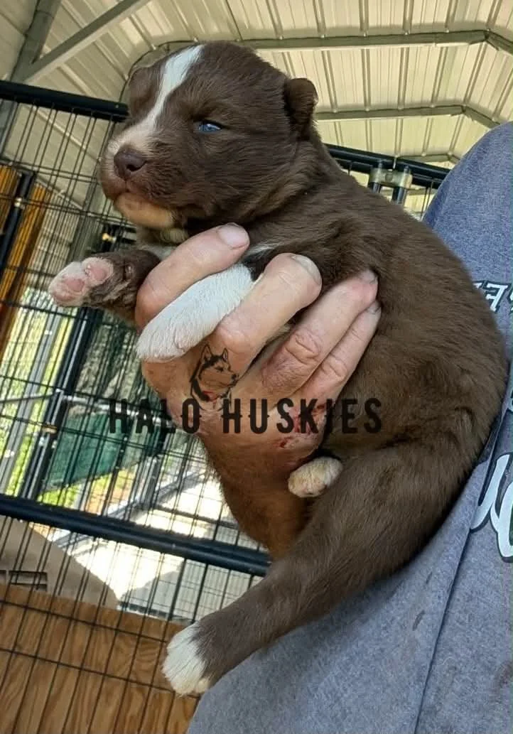 Available Now! Copper/White Husky Puppy (Raven’s Female #1)