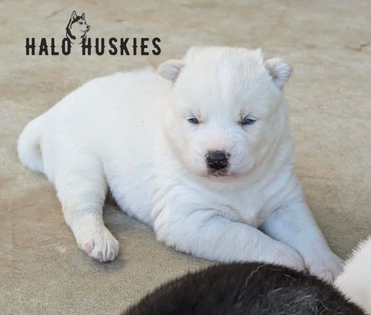 Available Now! White Husky Puppy (Spirit’s Male #1)