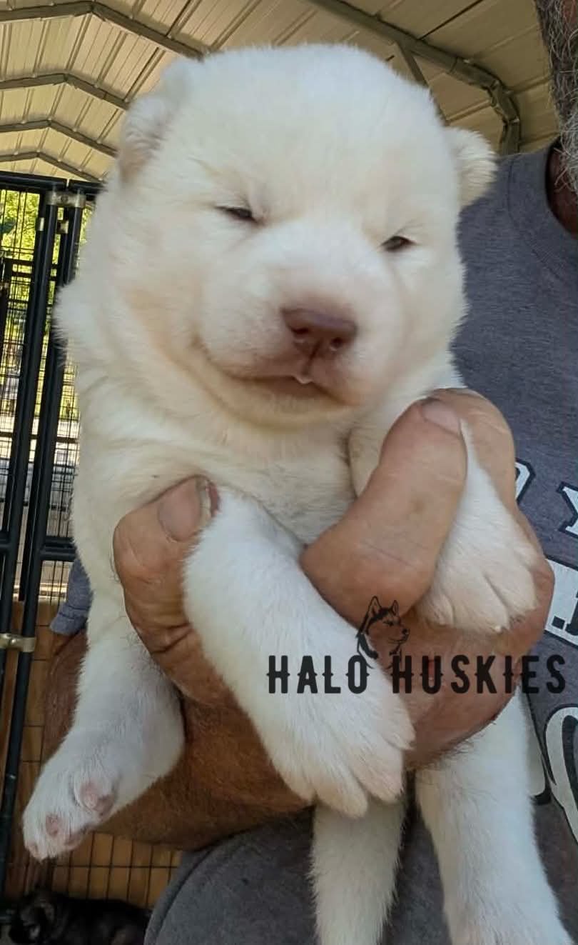 White Husky Puppy (Spirit’s Male #2) (Reserved)